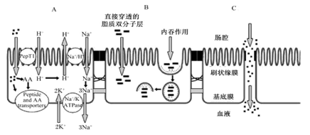 广东美瑞科海洋生物科技有限公司