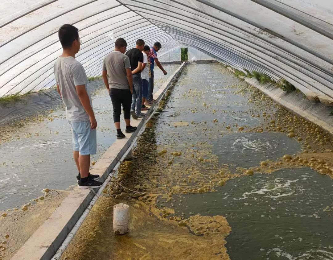 使用优激灵前池水泡沫多,水粘稠度高,水分层,南美白对虾体质弱